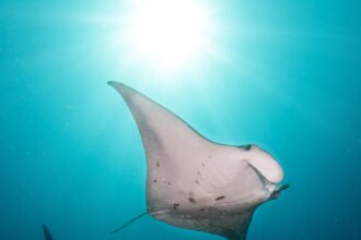 17cli-SEA-TREATY-mediumSquareAt3X