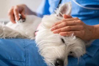 1_Close-up-on-a-veterinarian-examining-a-sick-dog-at-home