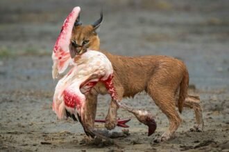 27207b60-a9aa-11f0-928c-71dbb8619e94