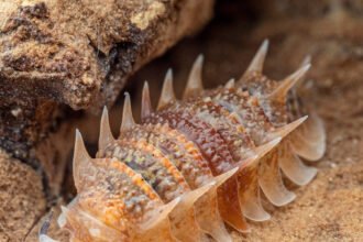 28cli-pillbug-trade-mediumSquareAt3X