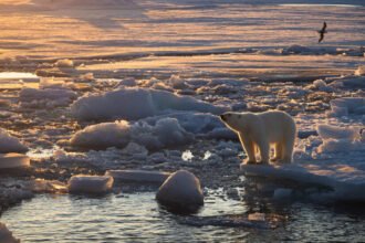 29cli-polarbears-zvgh-facebookJumbo