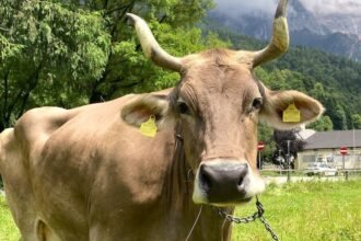 61a77950-f7a7-11f0-a422-4ba8a094a8fa