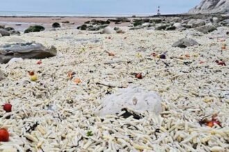 6eec3650-f45f-11f0-9d3e-19fc3cce7a2f