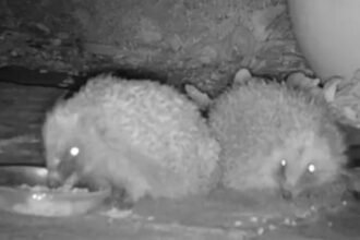 95467530-f5af-11f0-b385-5f48925de19a