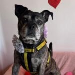 9a155000-f3ba-11f0-b385-5f48925de19a