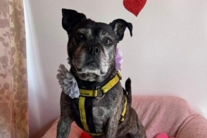 9a155000-f3ba-11f0-b385-5f48925de19a