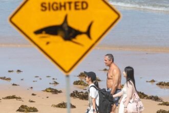 Beaches-are-closed-after-recent-shark-attacks-in-Sydney-ghohtteg