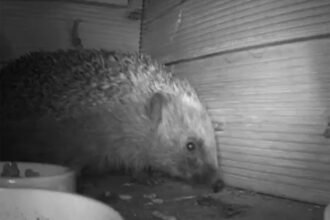 Pic-Chester-Zoo_Nottingham-Trent-University-Hedgehog-Watch-4