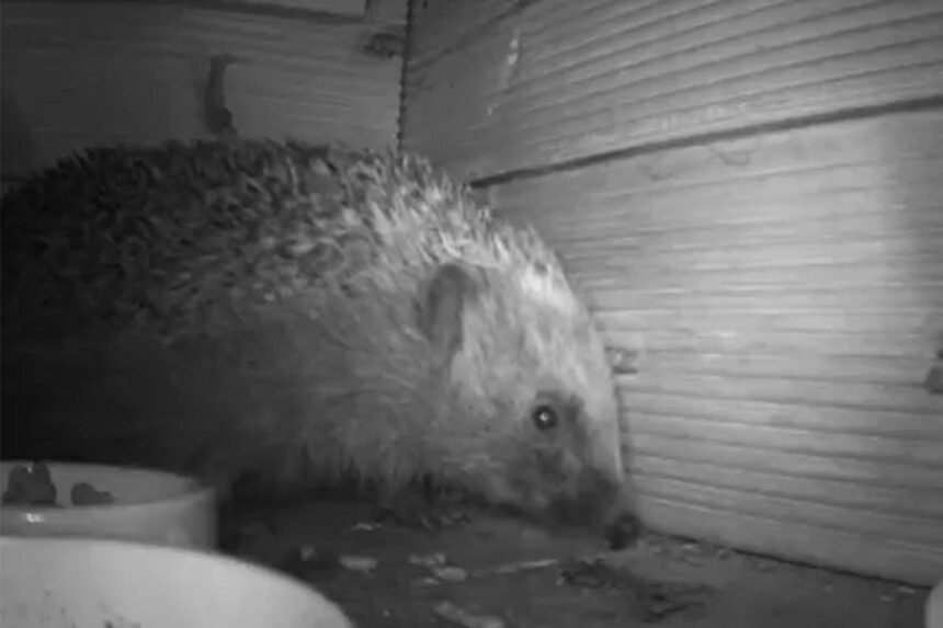 Pic-Chester-Zoo_Nottingham-Trent-University-Hedgehog-Watch-4