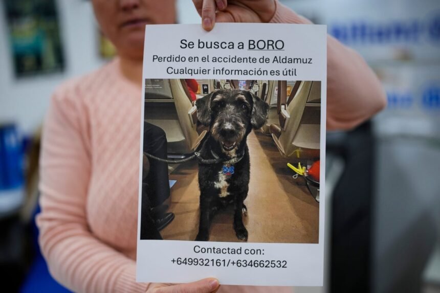 Spain_Train_Crash_Lost_Dog_55379