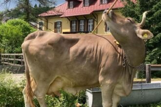 ee8f3280-f5f5-11f0-a745-635c33f47272