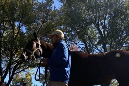 00Biz-bigbeautifulhorseauction-still-mediumSquareAt3X