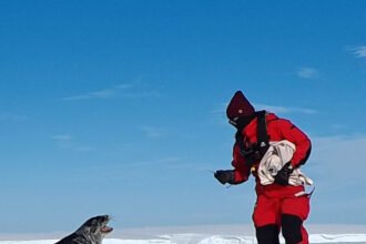 00cli-av-seals-04-mlvk-mediumSquareAt3X