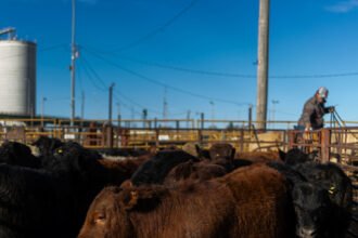 03biz-tyson-beef-hqjz-mediumSquareAt3X