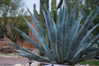 06nat-guthrie-vfbq-mediumSquareAt3X