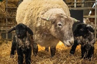 0f3166c0-072b-11f1-811d-d70cdc846ab3