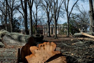 11nat-south-trees-blmg-mediumSquareAt3X