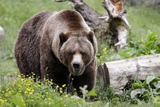 698555bb799d1.image_