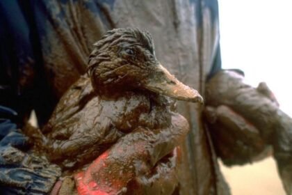 71653d50-09ef-11f1-b7e1-afb6d0884c18