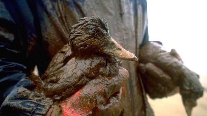 71653d50-09ef-11f1-b7e1-afb6d0884c18