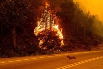 Climate_Wildfires_Deaths_89465