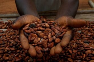 FILE-PHOTO-A-farmer-holds-cocoa-beans-while-he-is-drying-them-at-a-village-in-Sinfra-gr2tp0o1