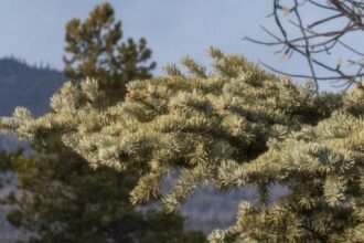 T4AURRG675H3DEK542PRHWX2RM