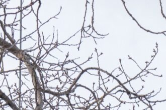 ZA2G74FGIJGQLEE7ICEFHECHEQ