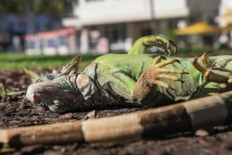 ac2026c0-016c-11f1-a8b8-bdd2c5f9bcad