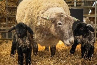 d57684b0-0748-11f1-8fcf-193eb7dfcf8f