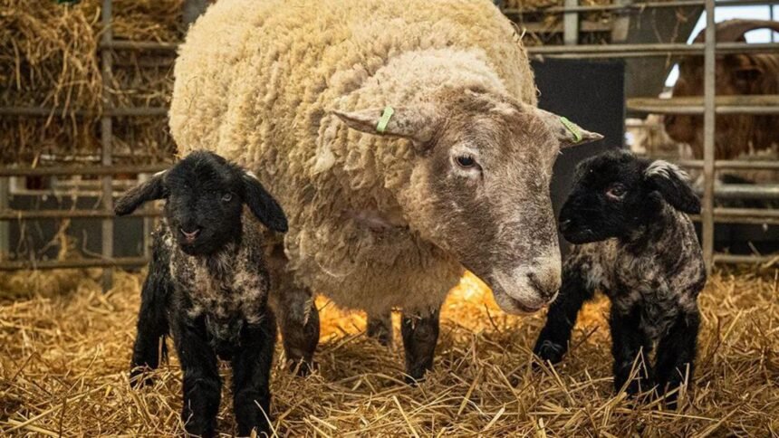 d57684b0-0748-11f1-8fcf-193eb7dfcf8f