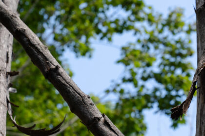 dc-trees-3-pbcw-mediumSquareAt3X