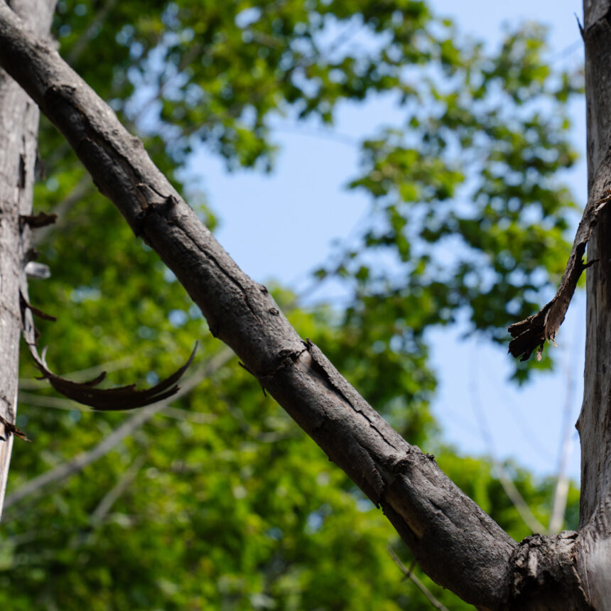 dc-trees-3-pbcw-mediumSquareAt3X