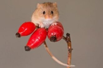 ffbd2fc0-0023-11f1-a507-573696841dbb