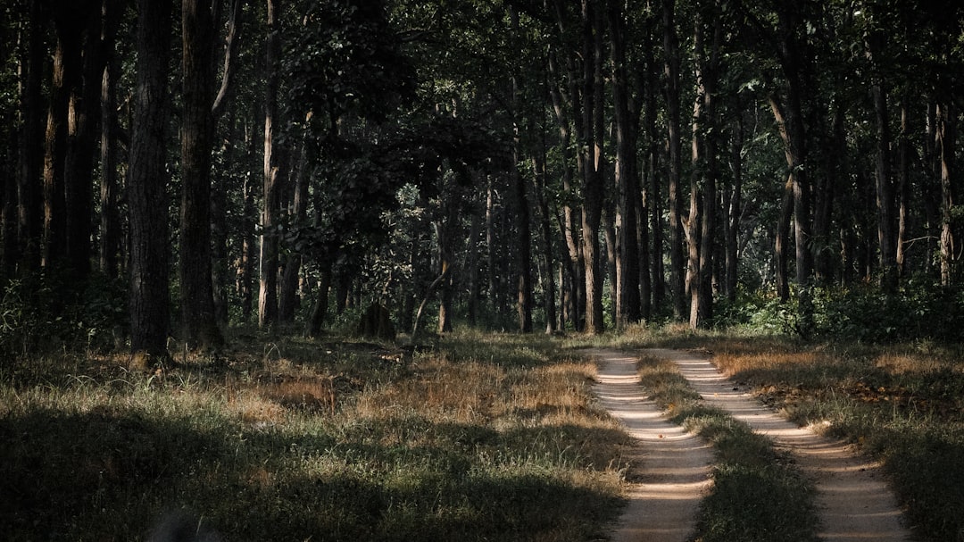 Medvedev's Path Forward