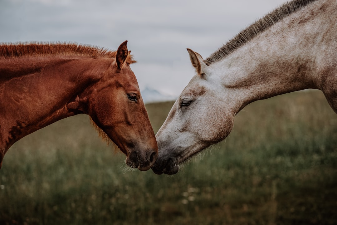 Implications for Equine Behaviour