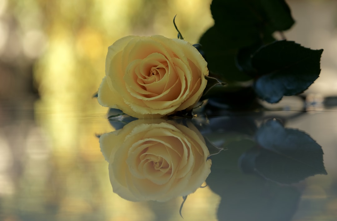 Mary’s Heartfelt Reflections