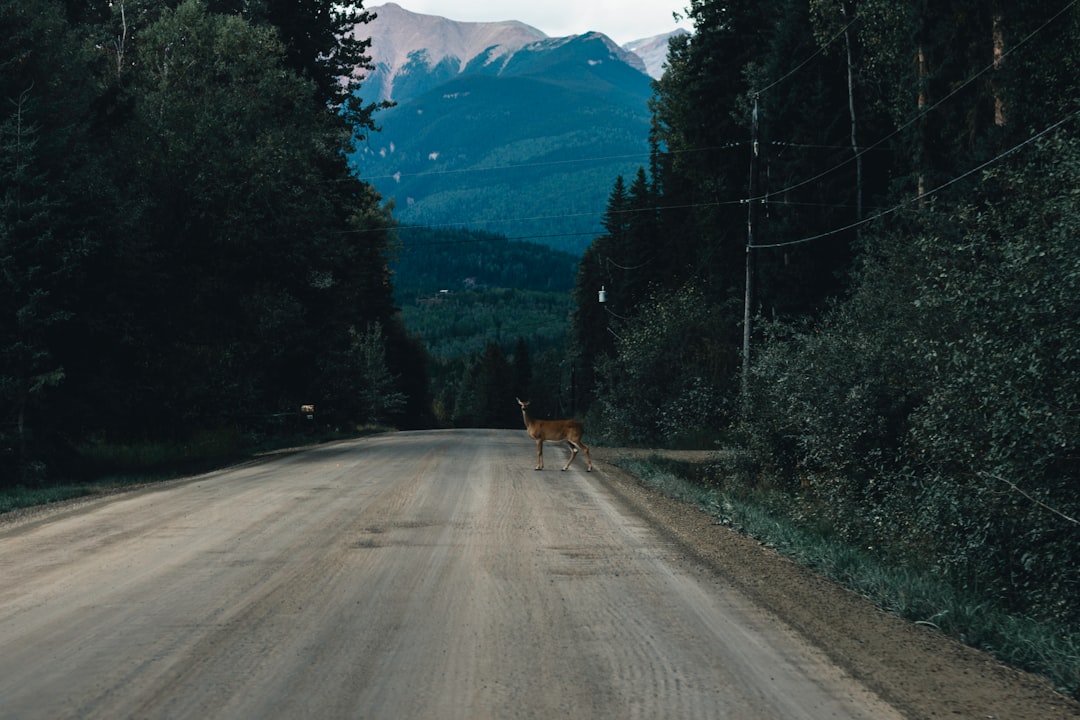 The Road Ahead for Medvedev