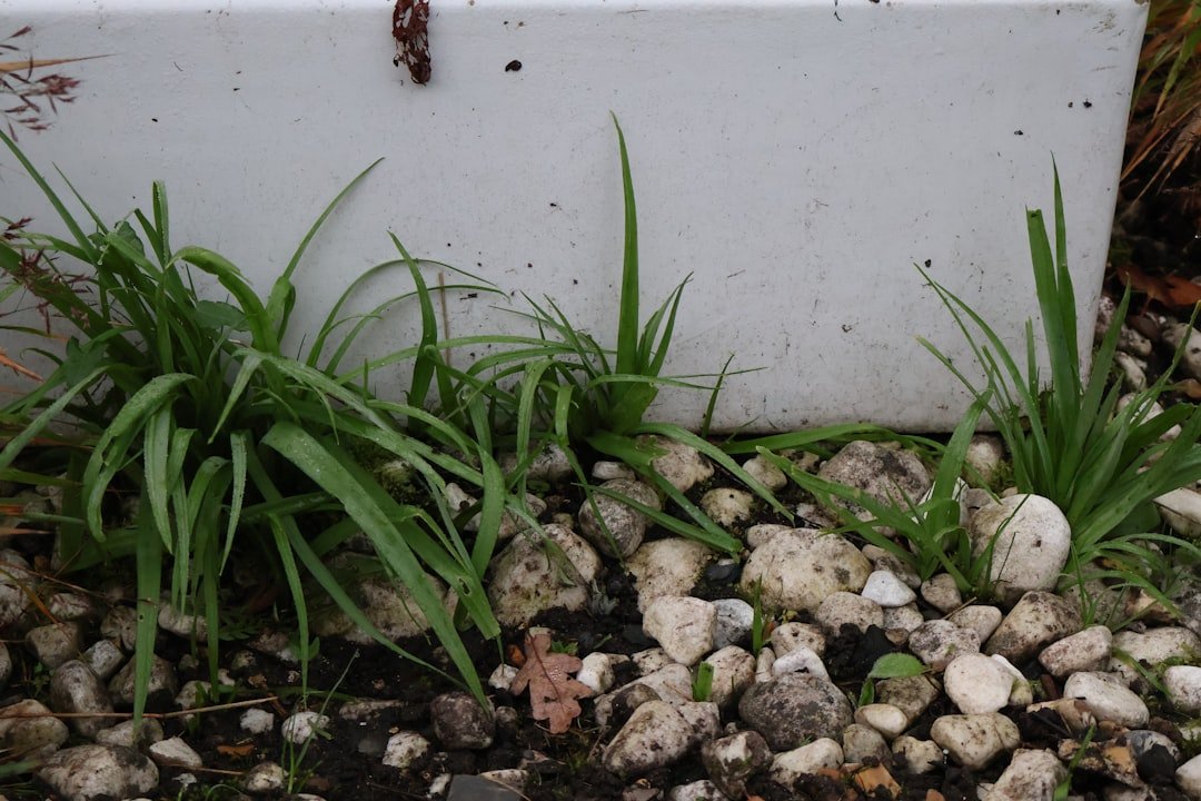 Resilience in Adversity