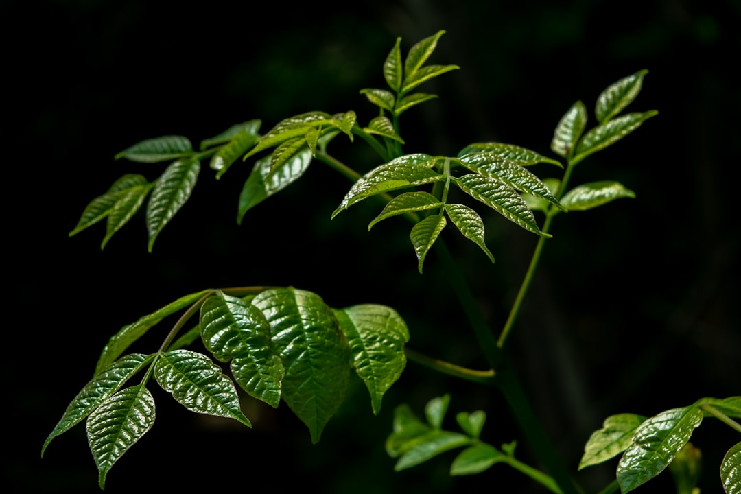 Canada’s Approach to Aid