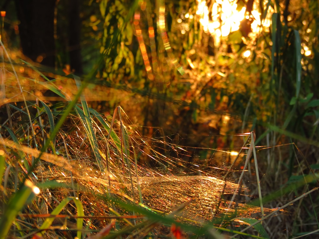 Voices from the Ground