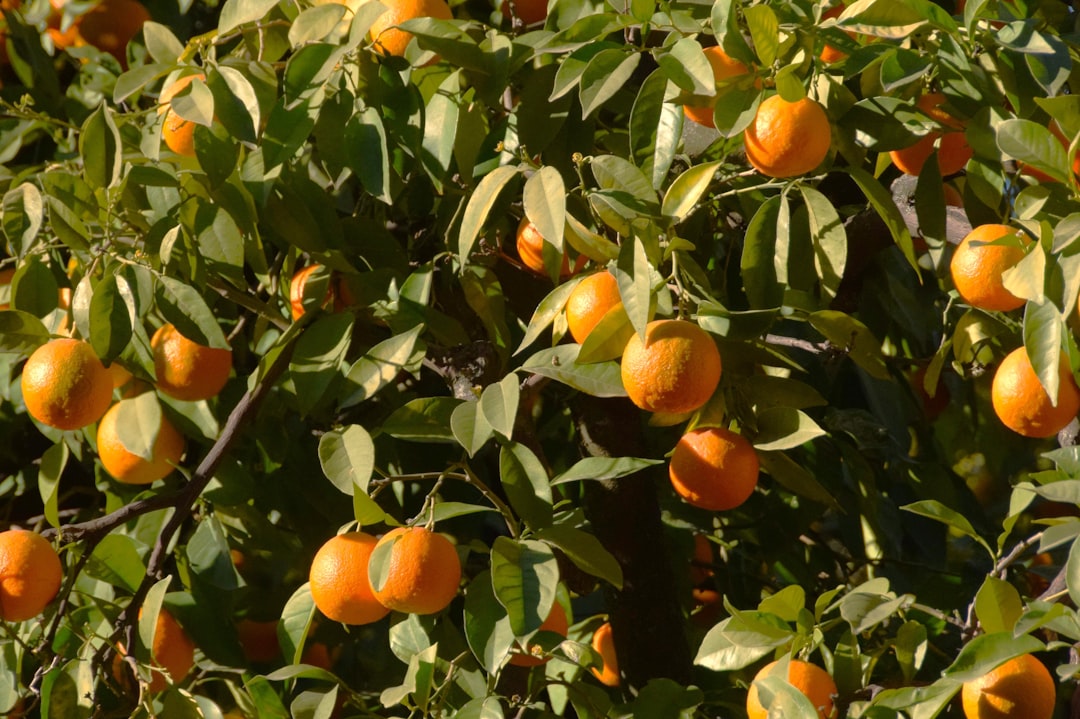 The Departure of TGP Europe