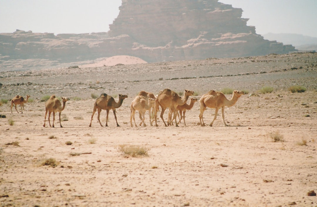Challenges in Camel Herding