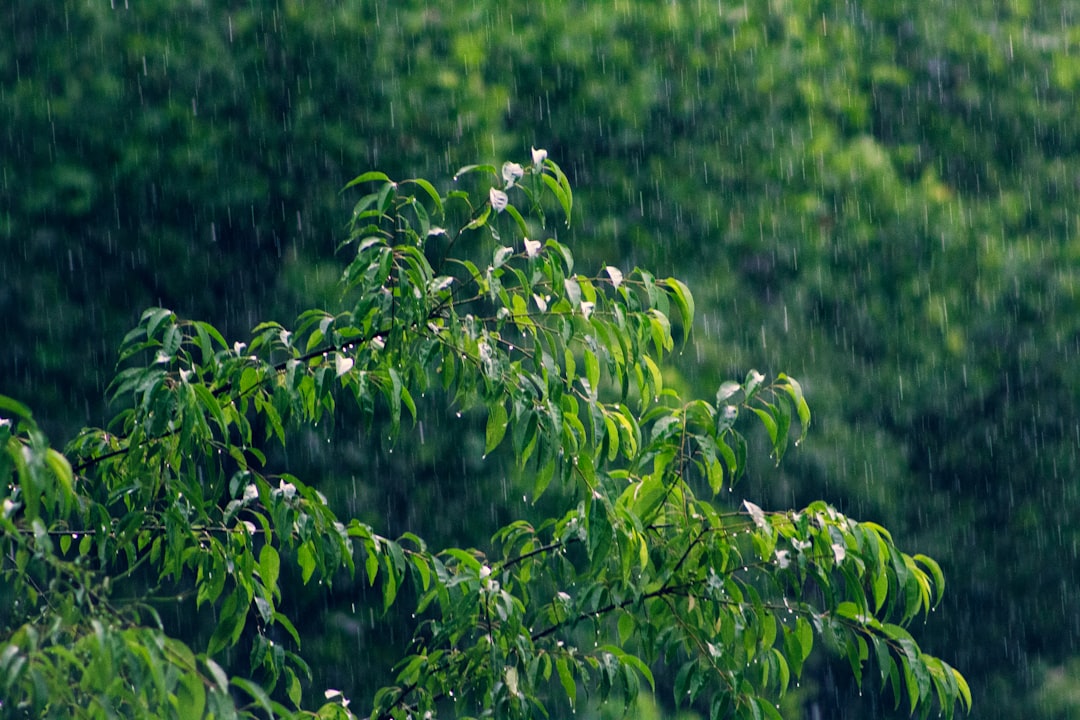 Cultivating Hope in Rainy Days