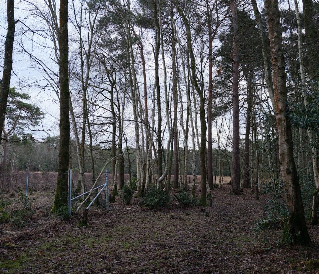 Renewed Investigations