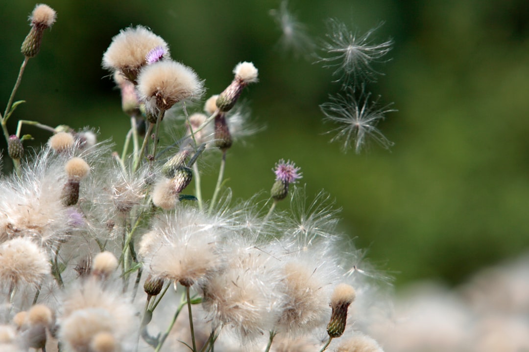 Recognising Symptoms of the Allergy