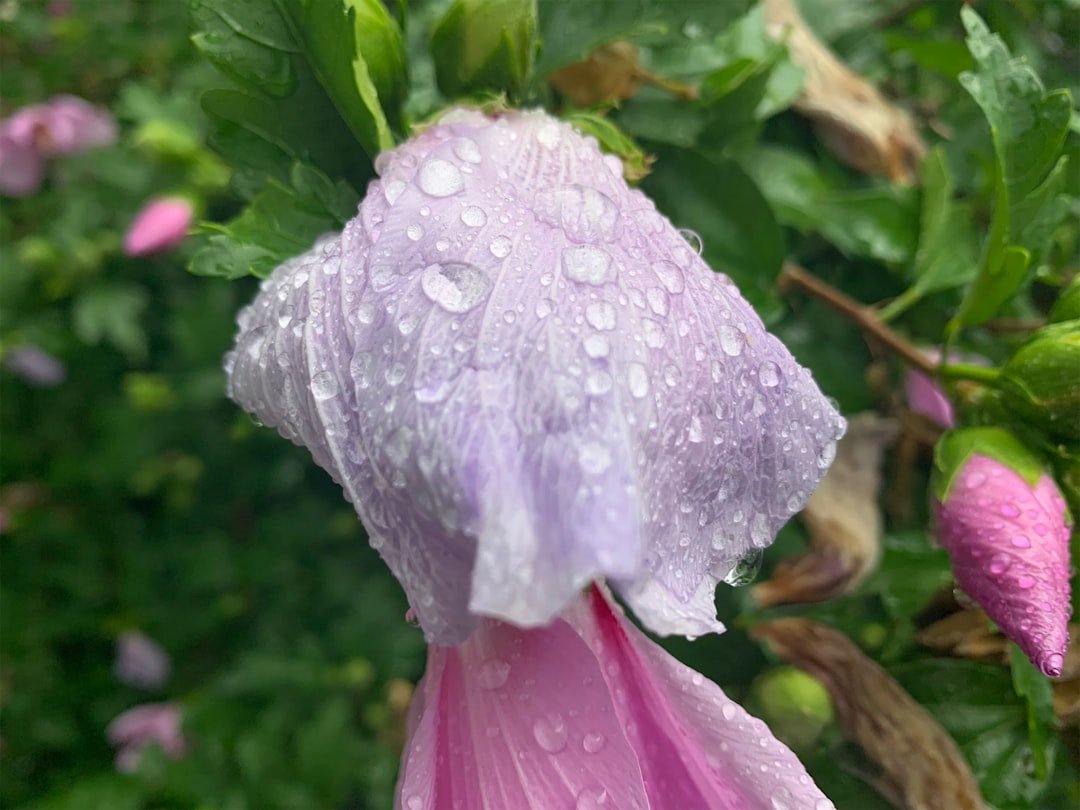 Finding Beauty in the Downpour