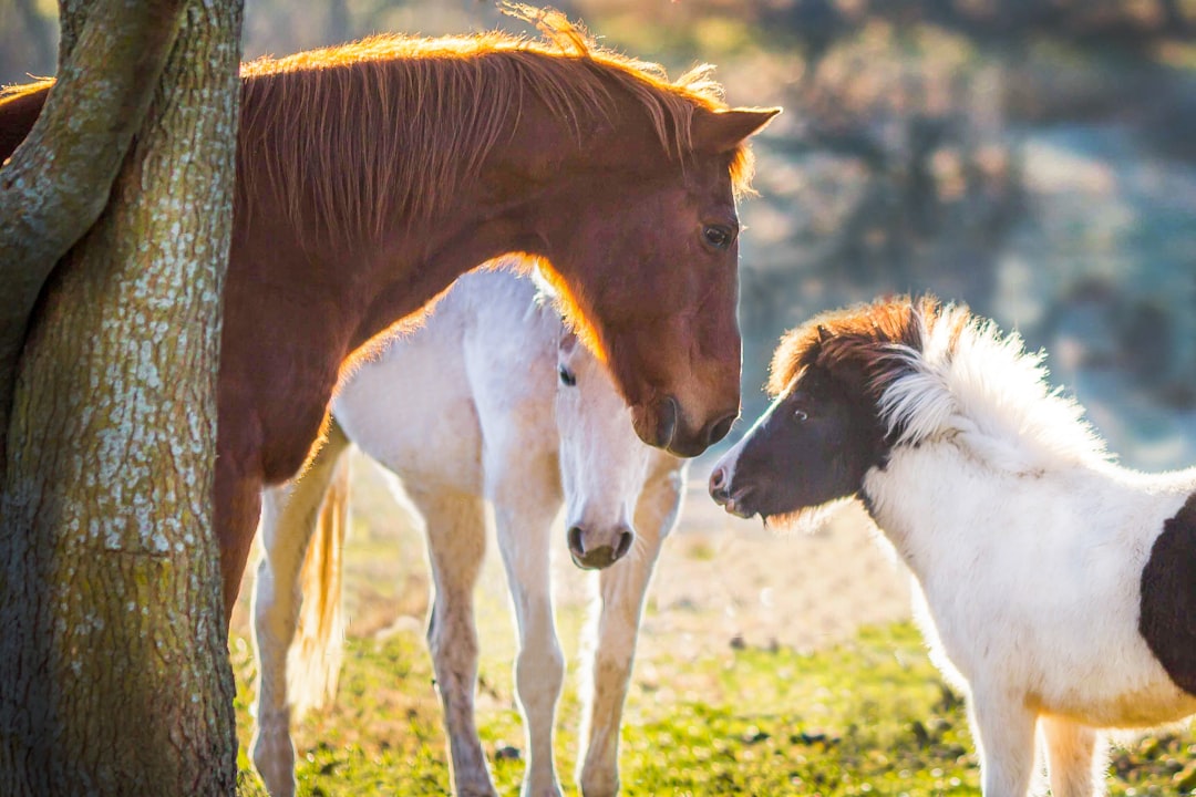 Understanding Equine Communication