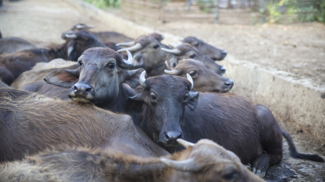 The Importance of Herd Immunity