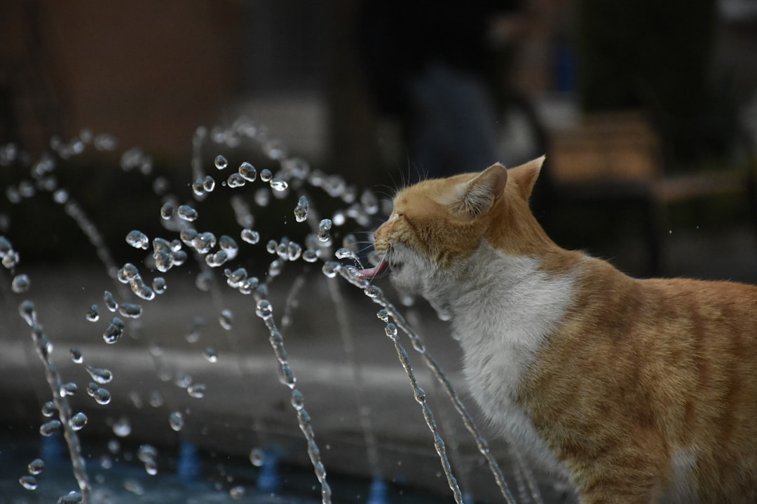 Why Does AI Need So Much Water?